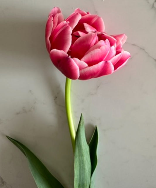 10 Tulip Bulbs- Columbus