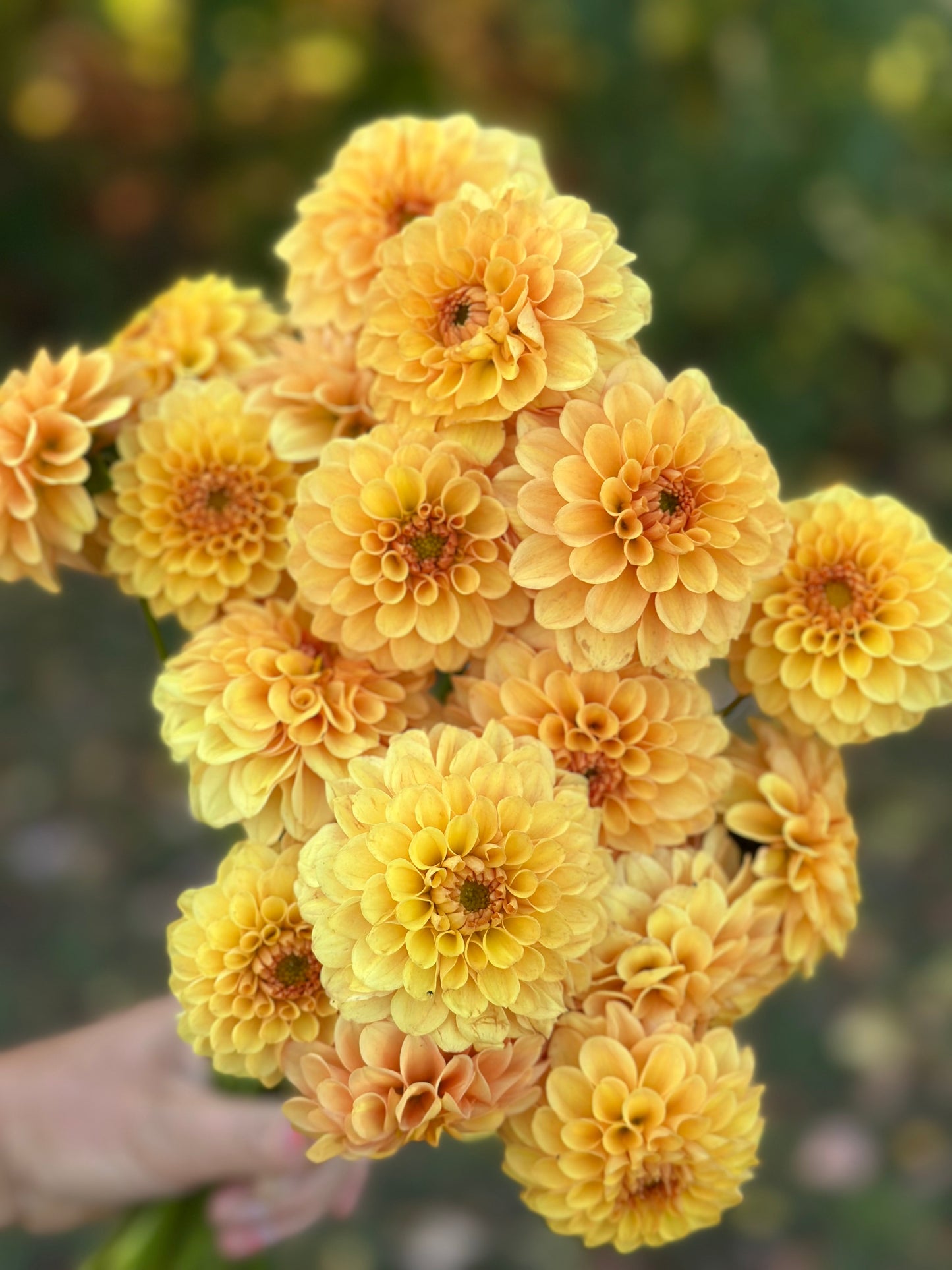 Golden Scepter Dahlia Tuber