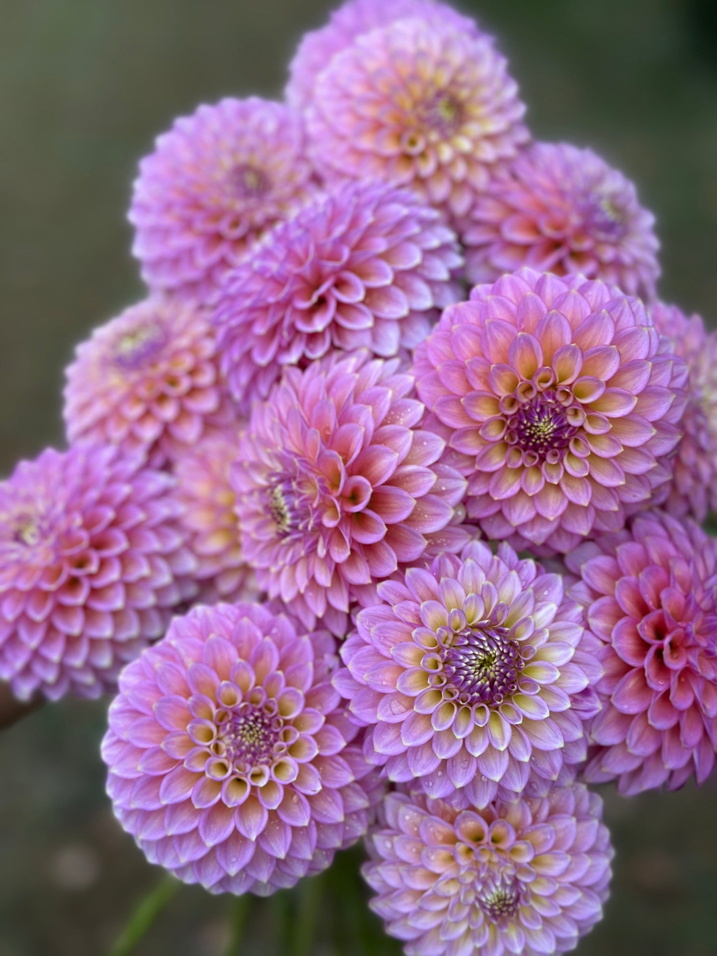 Skipley Spot of Gold Dahlia Tuber