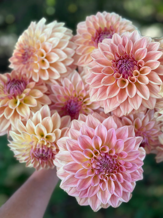 Bloomquist Allen Dahlia Tuber