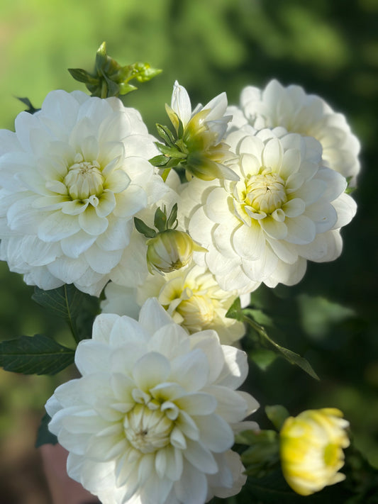 Bride To Be Dahlia Tuber