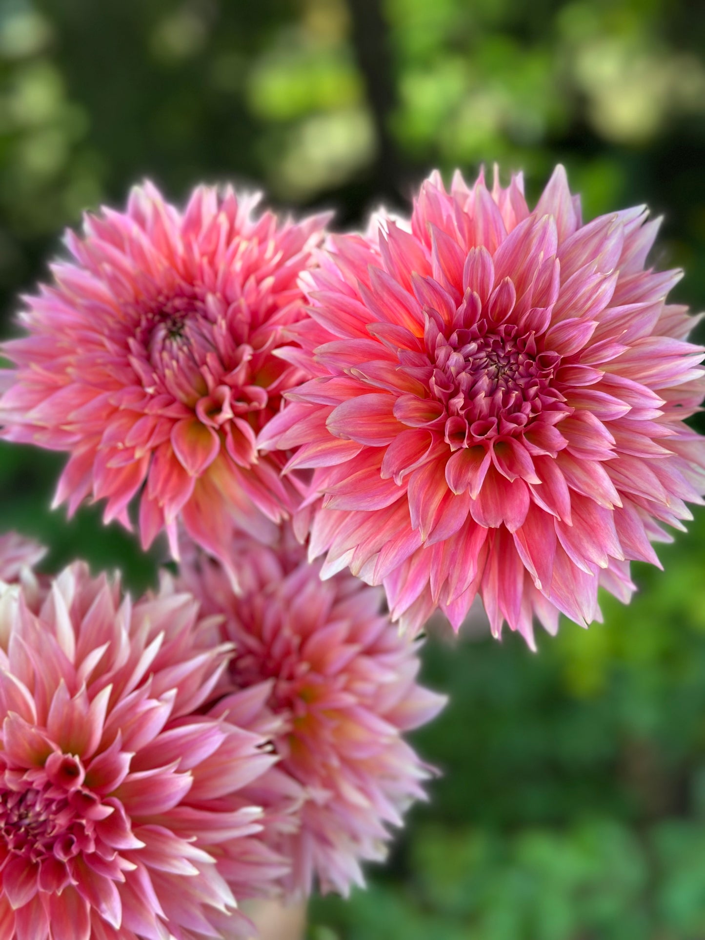 Kenora Lisa Dahlia Tuber