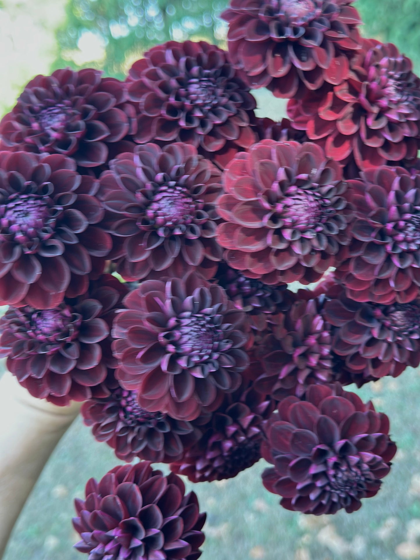 Dark Spirit Dahlia Tuber