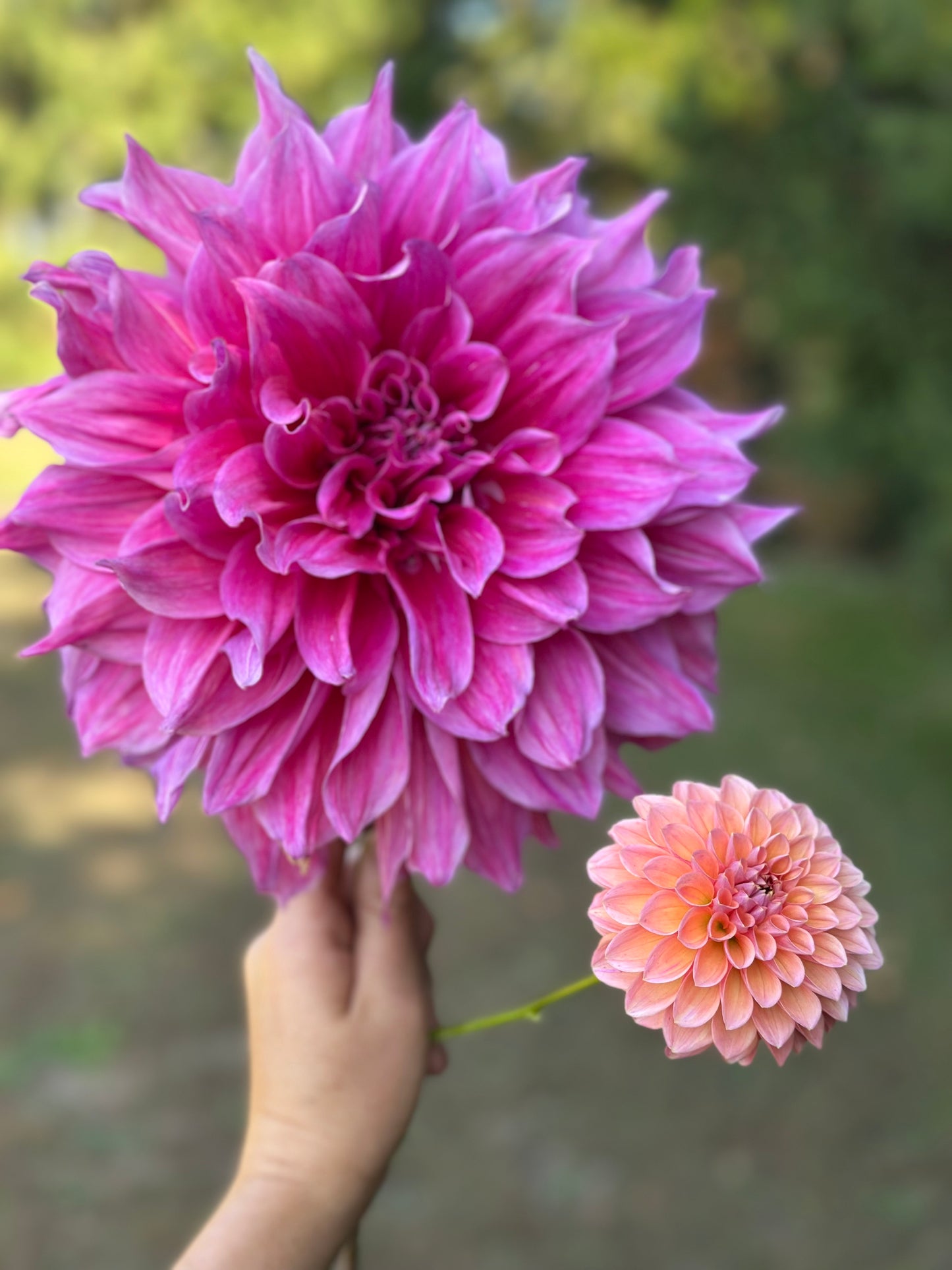 Emory Paul Dahlia Tuber