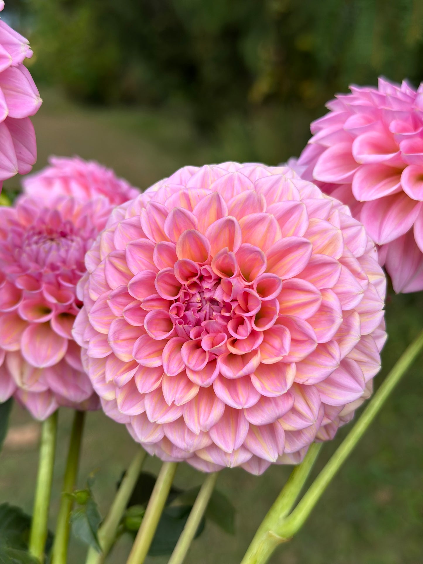 Linda's Baby Dahlia Tuber