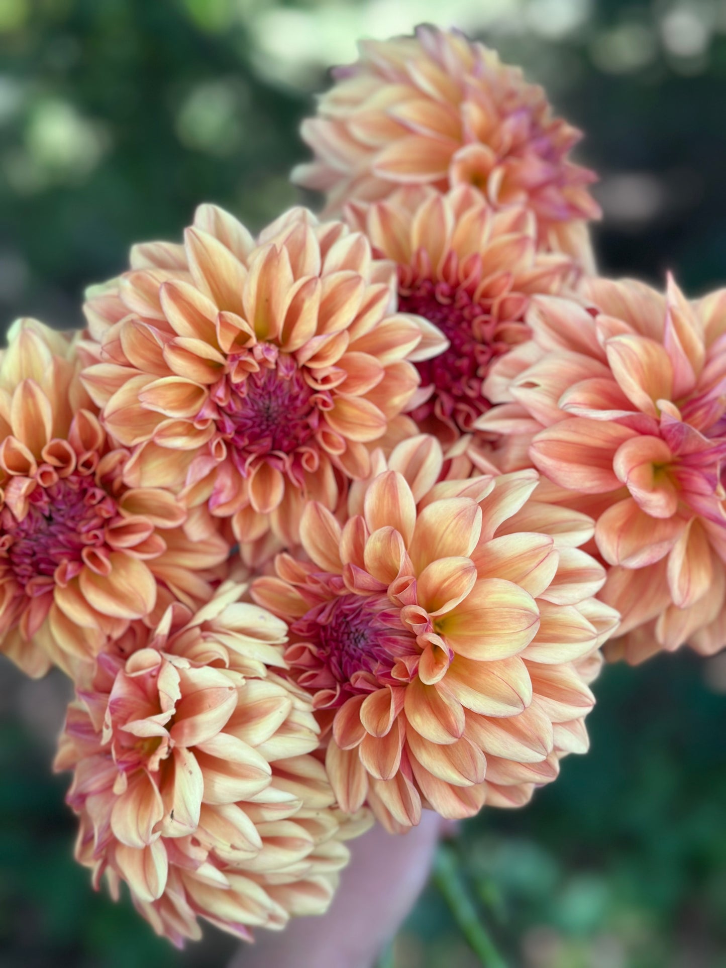 Ferncliff Copper Dahlia Tuber