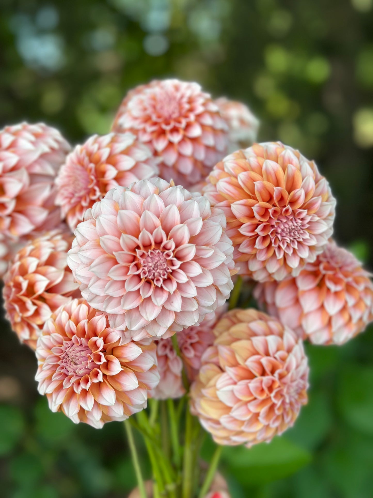 Peaches n Cream Dahlia Tuber