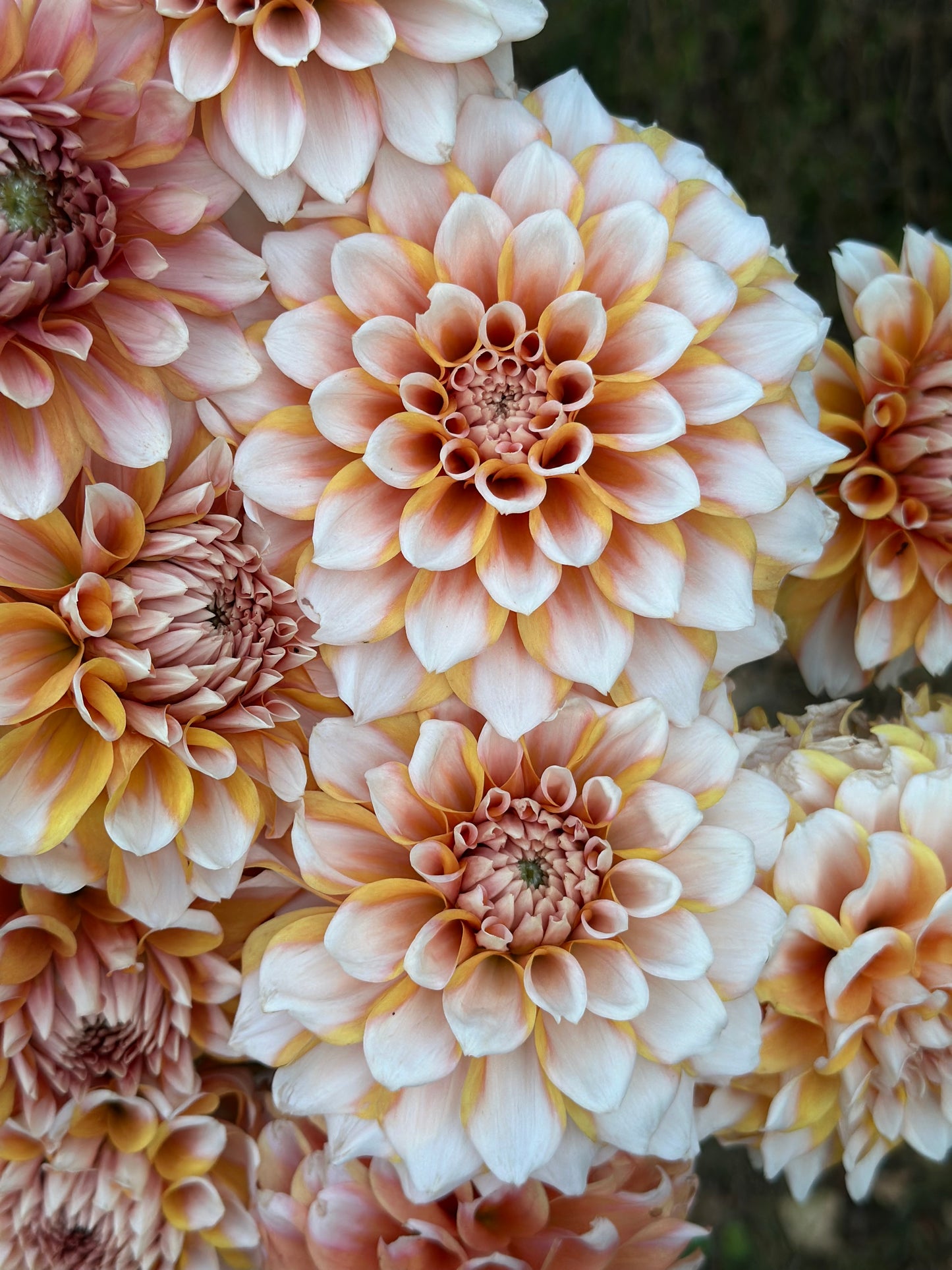 Hollyhill Orange Ice Dahlia Tuber