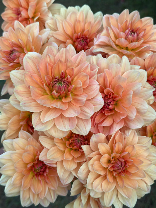 Apricot Desire Dahlia Tuber