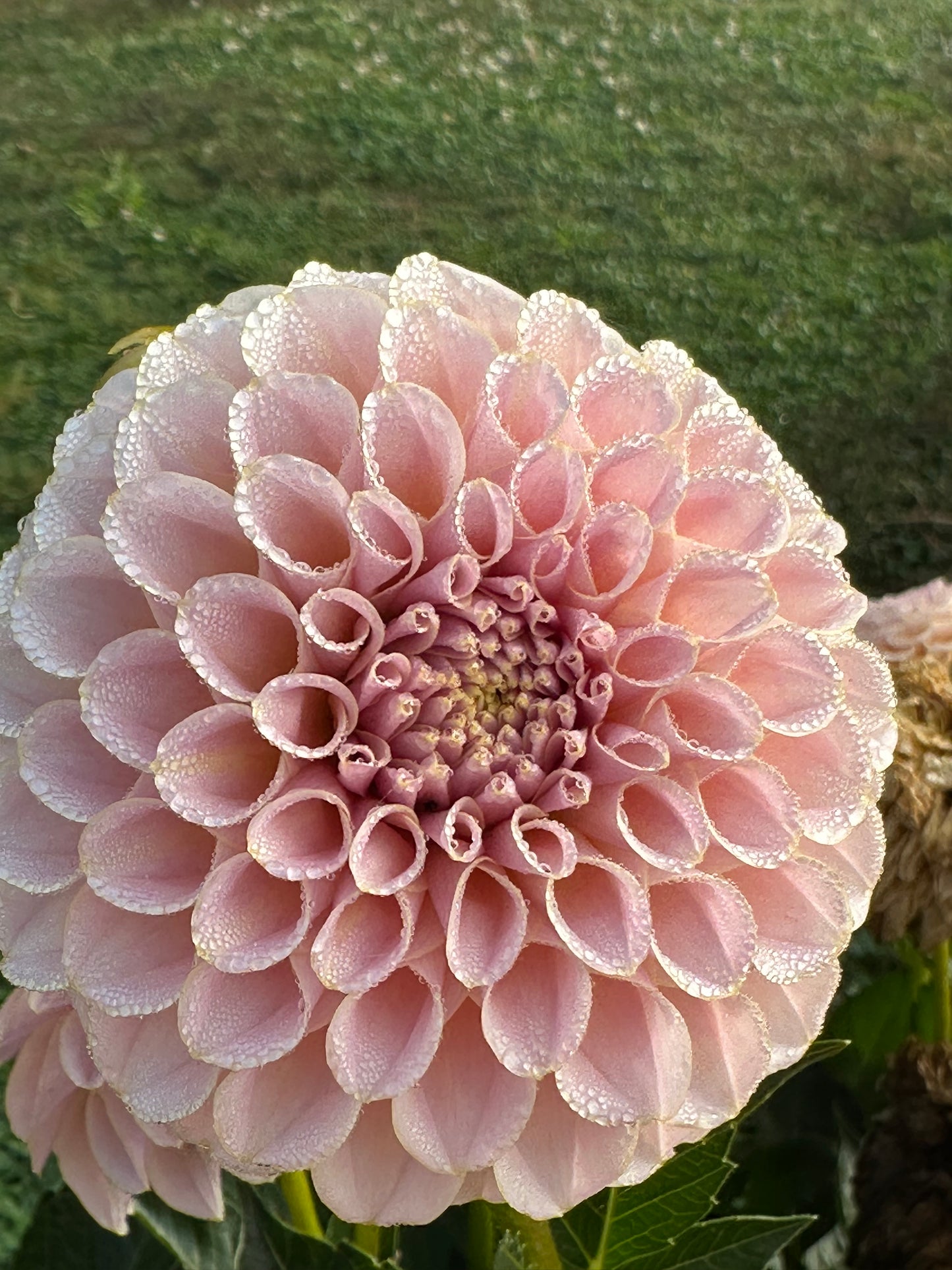 KA’s® Cinder Rose Dahlia Tuber