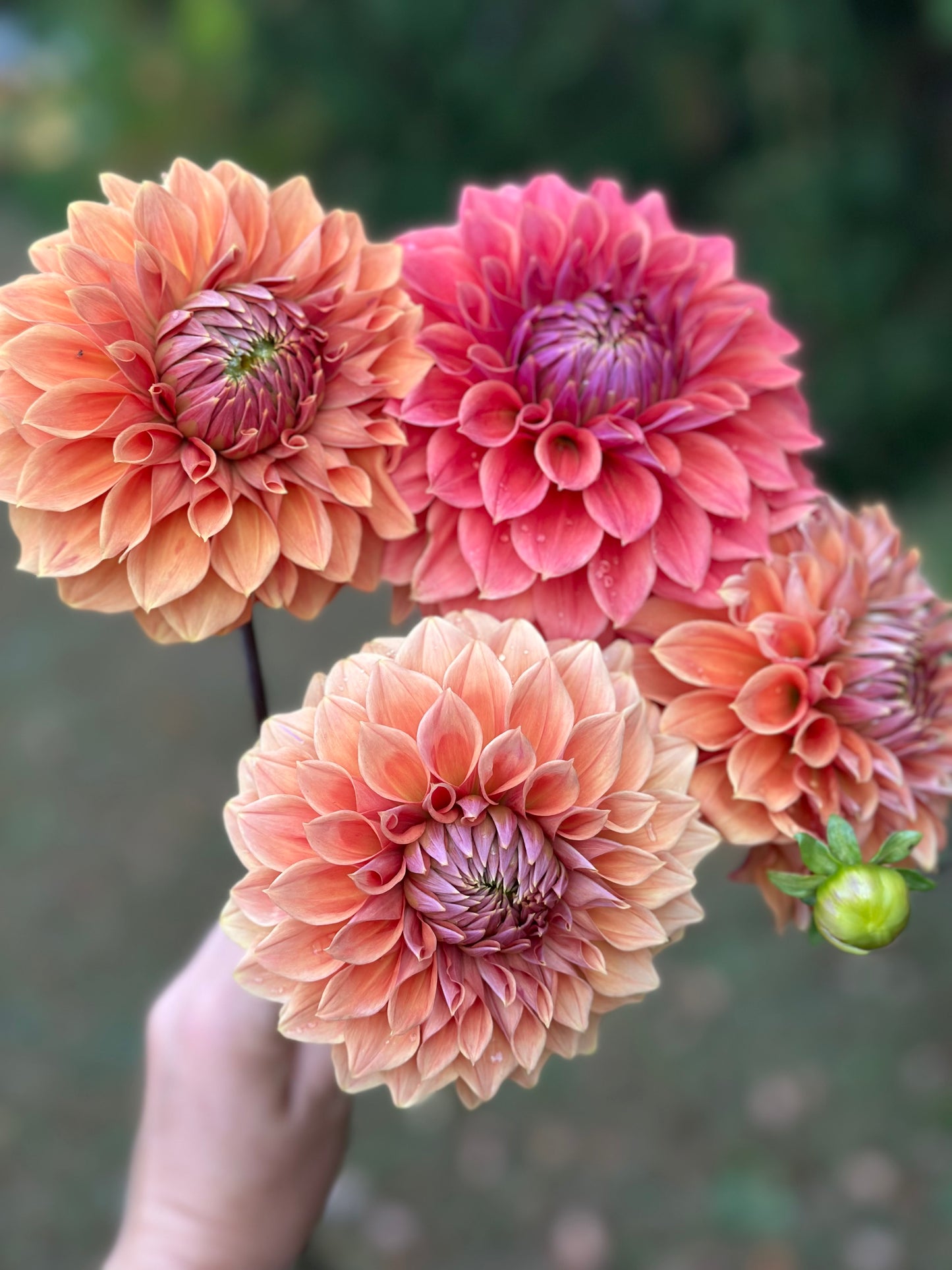 Hy Patti Dahlia Tuber