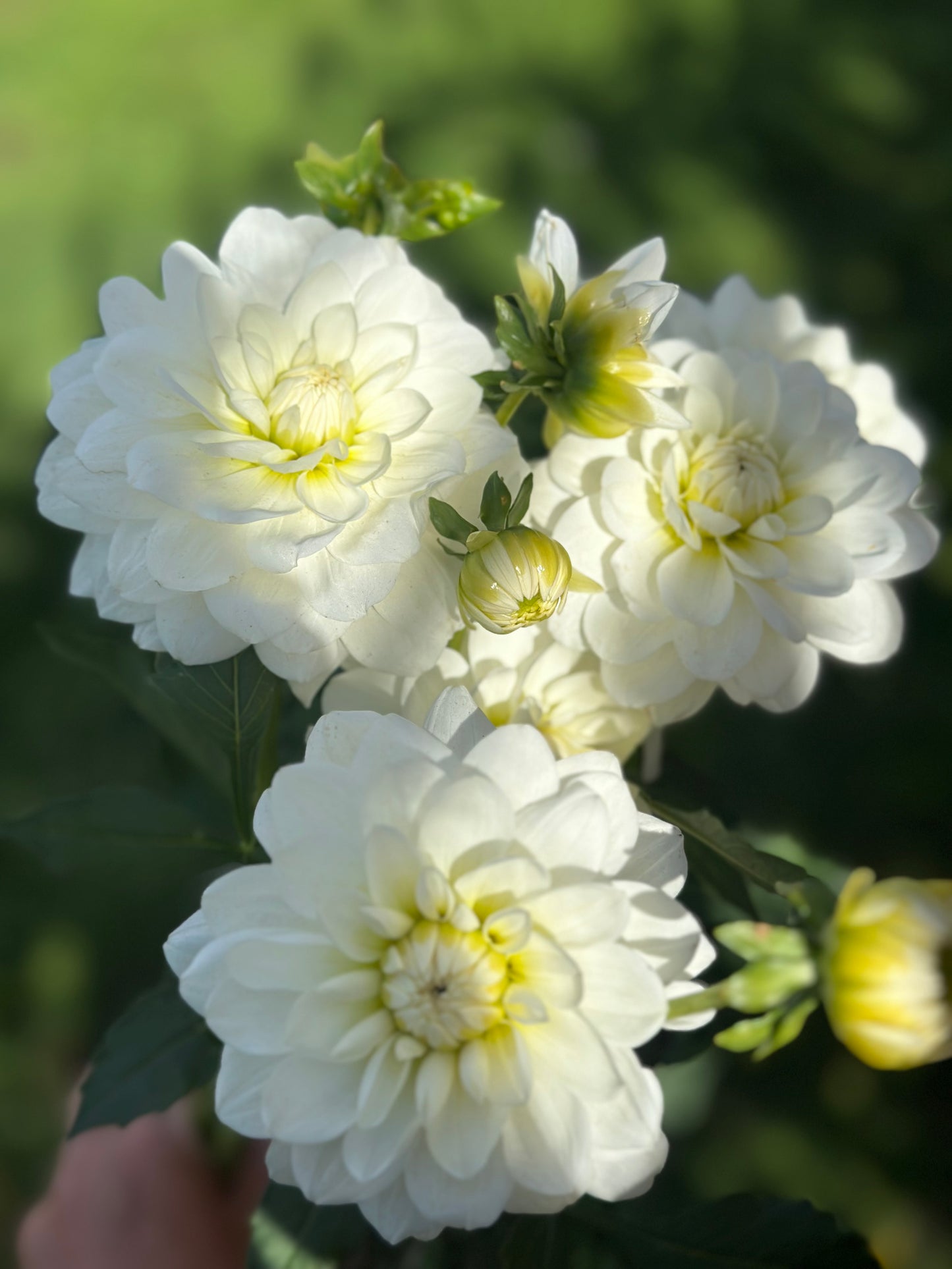 Bride To Be Dahlia Tuber