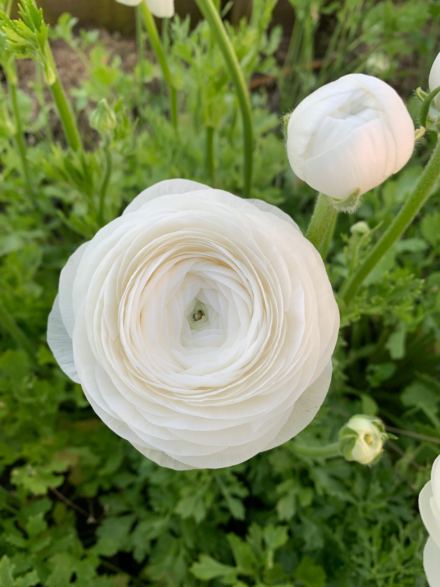 10 Corms - Ranunculus Amadine White