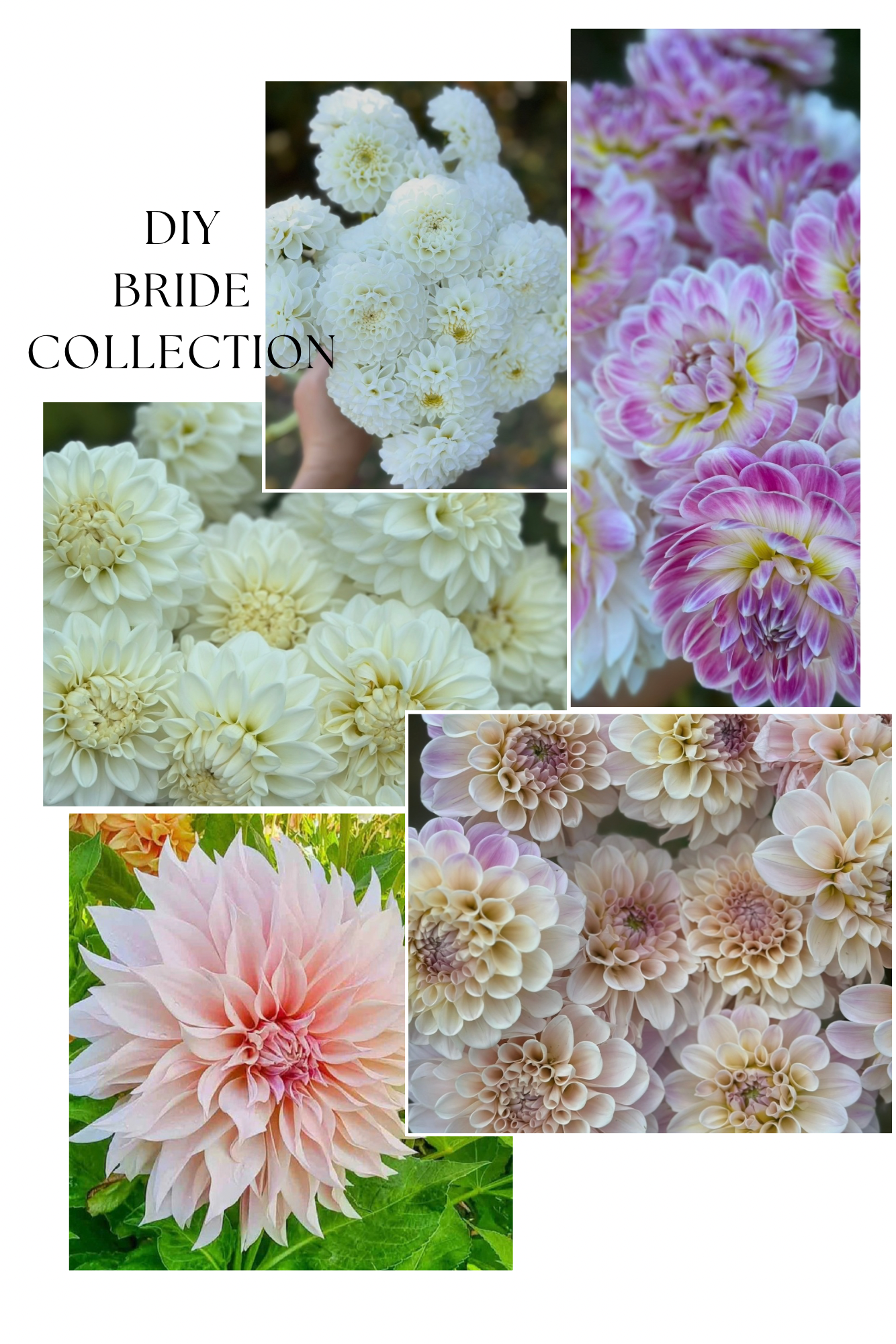Collection DIY Bride Dahlia Tubers