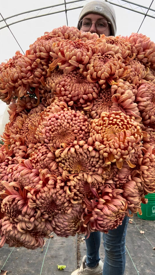 Cutting - Heirloom Chrysanthemum River City
