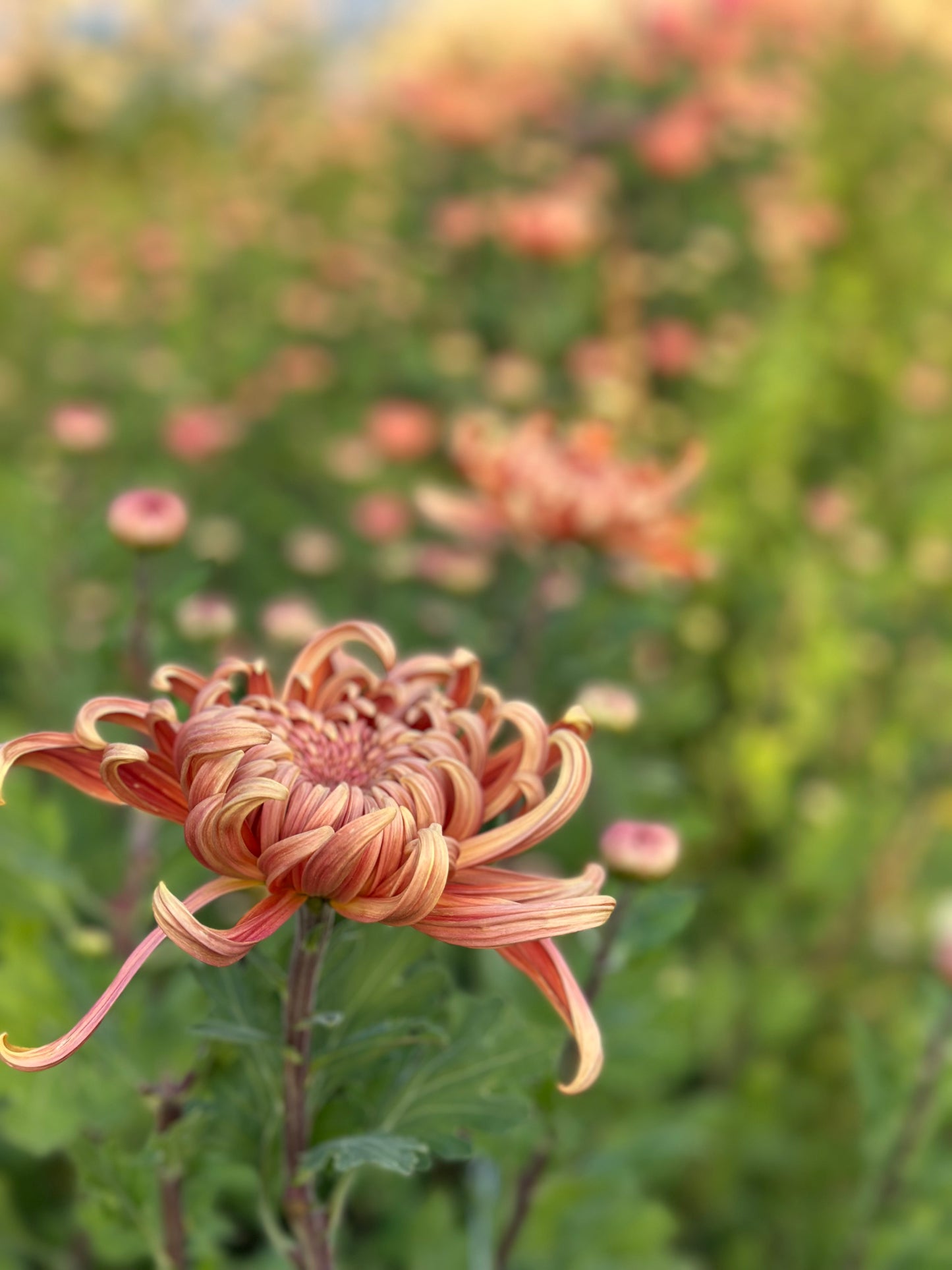 Cutting - Heirloom Chrysanthemum River City
