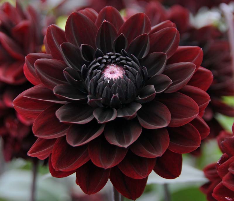 Karma Chocolate Dahlia Tuber