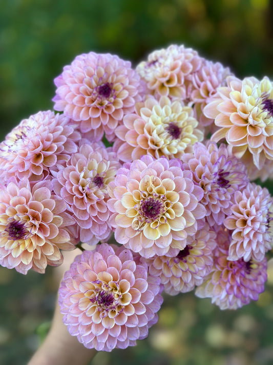 Wine Eyed Jill Dahlia Tuber