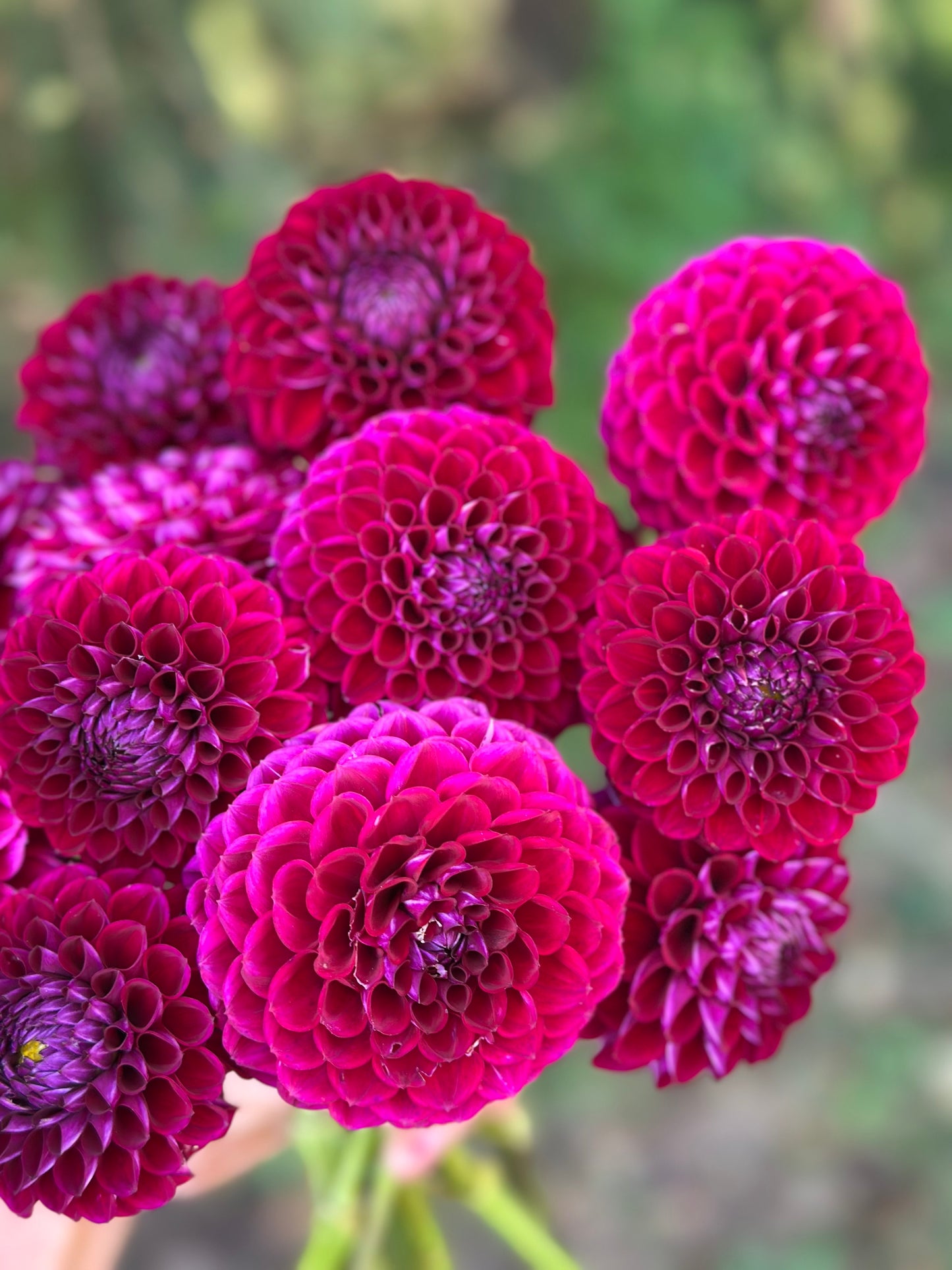 Ivanetti Dahlia Tuber