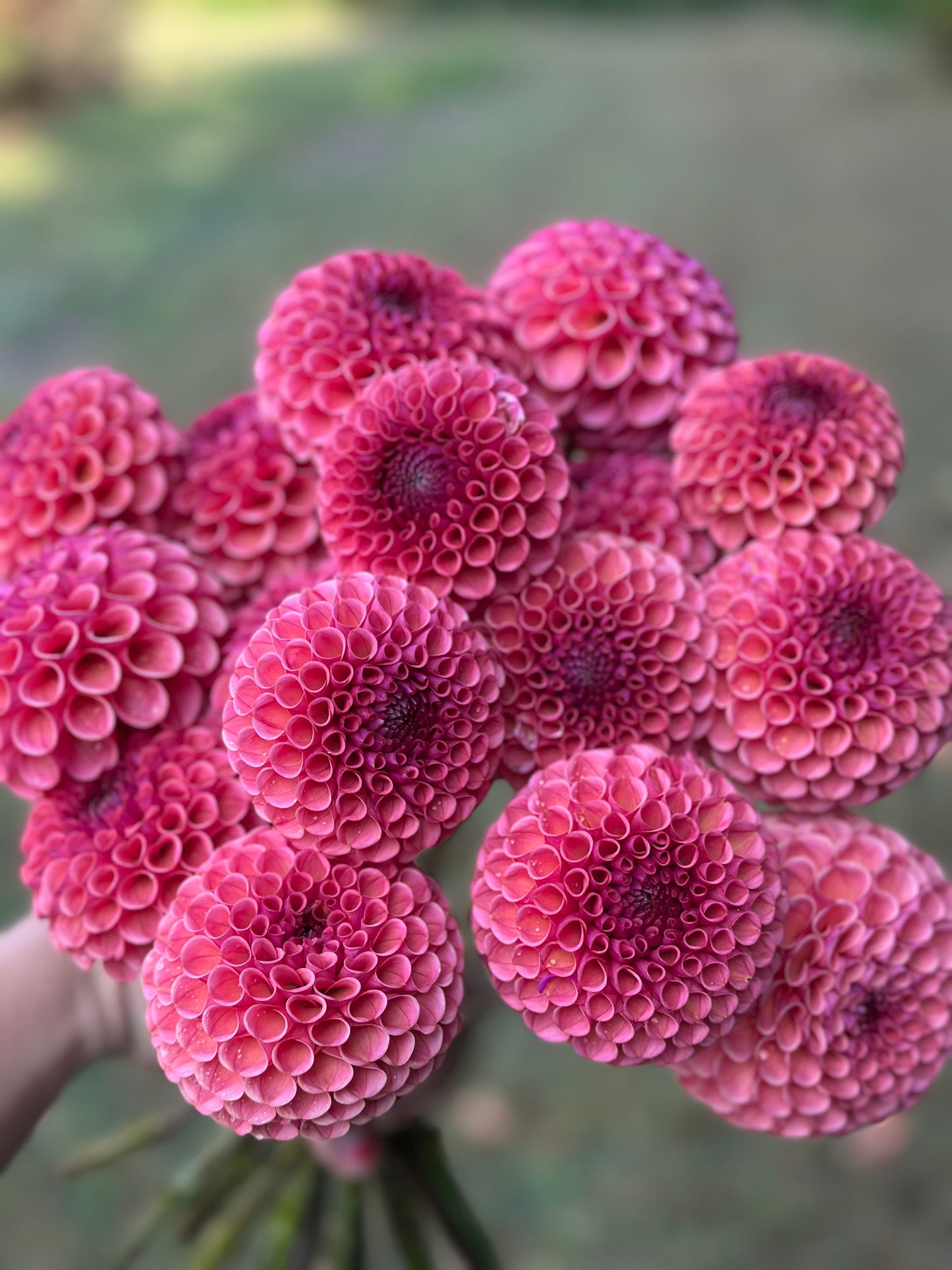 Ferncliff Rusty Dahlia Tuber