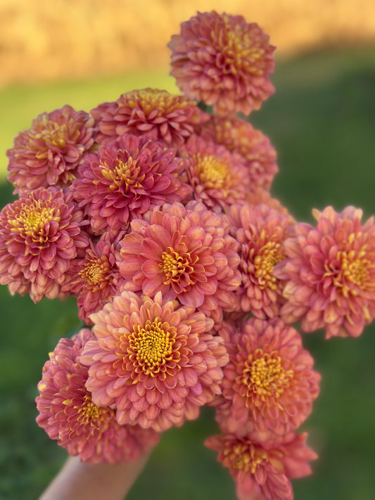 Cutting - Heirloom Chrysanthemum Salmon Talbot Parade