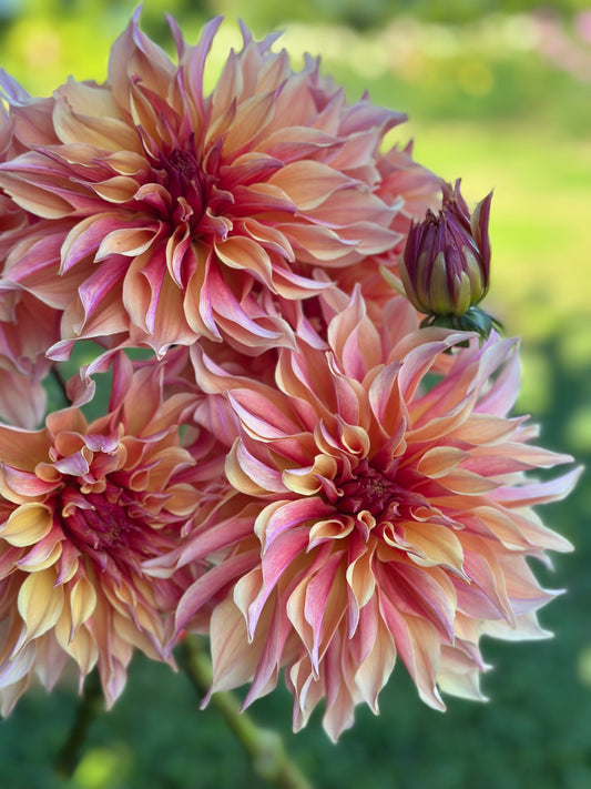Labyrinth Dahlia Tuber