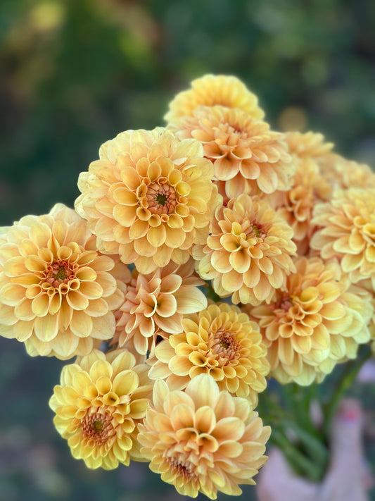 Golden Scepter Dahlia Tuber