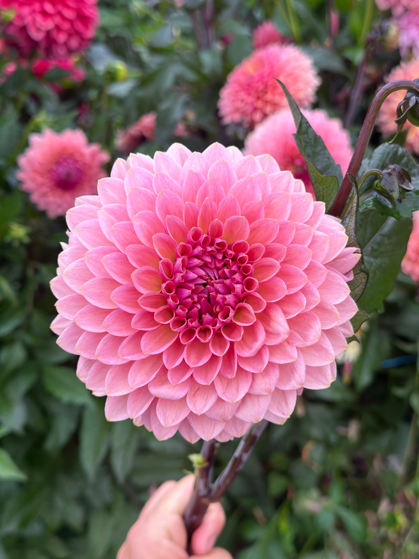 Sweet Sanne Dahlia Tuber