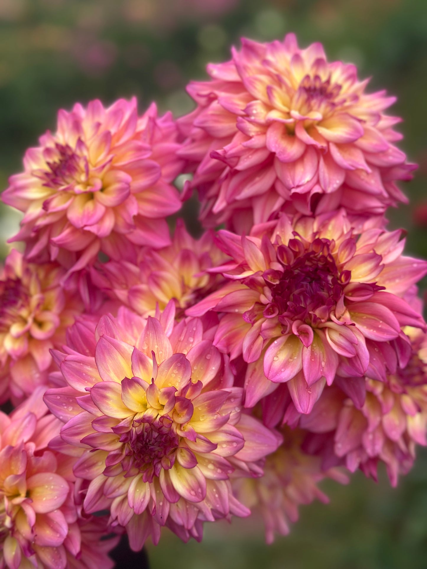 Bahama Mama Dahlia Tuber