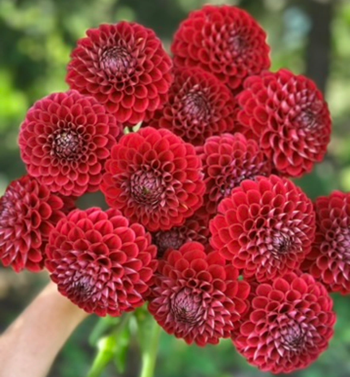 Collection The Bordeaux Dahlia Tubers