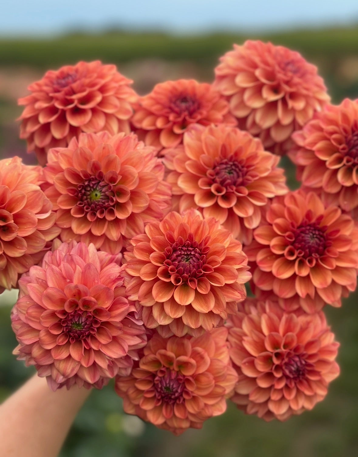 Collection Fall Hues Dahlia Tubers