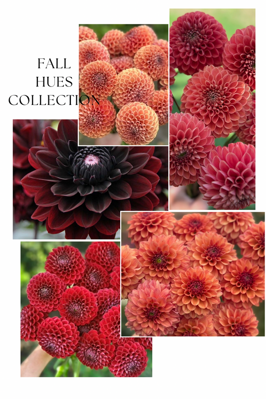 Collection Fall Hues Dahlia Tubers