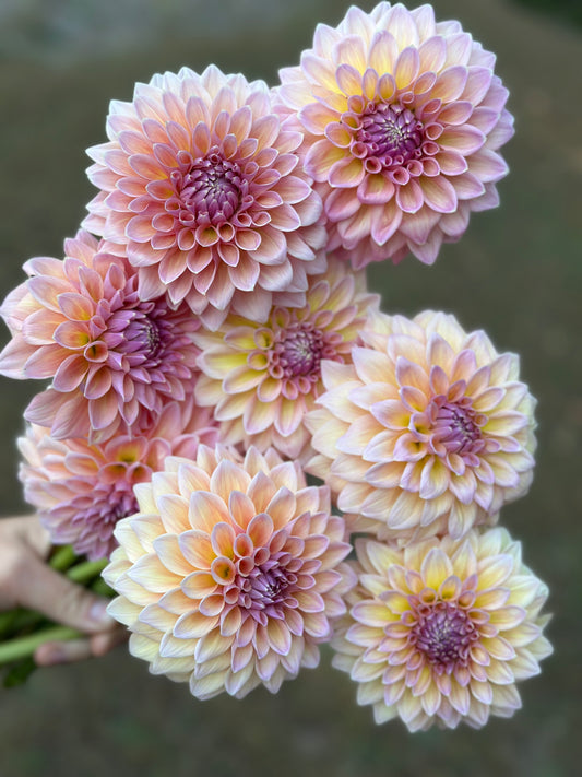 Castle Drive Dahlia Tuber