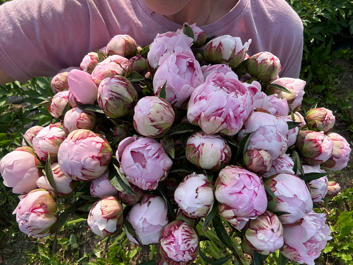 Peony Flower Club Subscription - June 2026