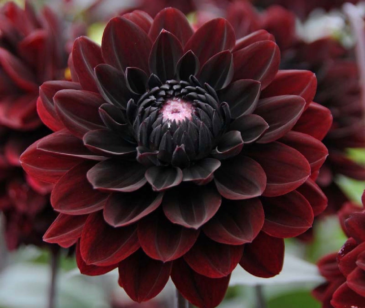 Collection The Bordeaux Dahlia Tubers