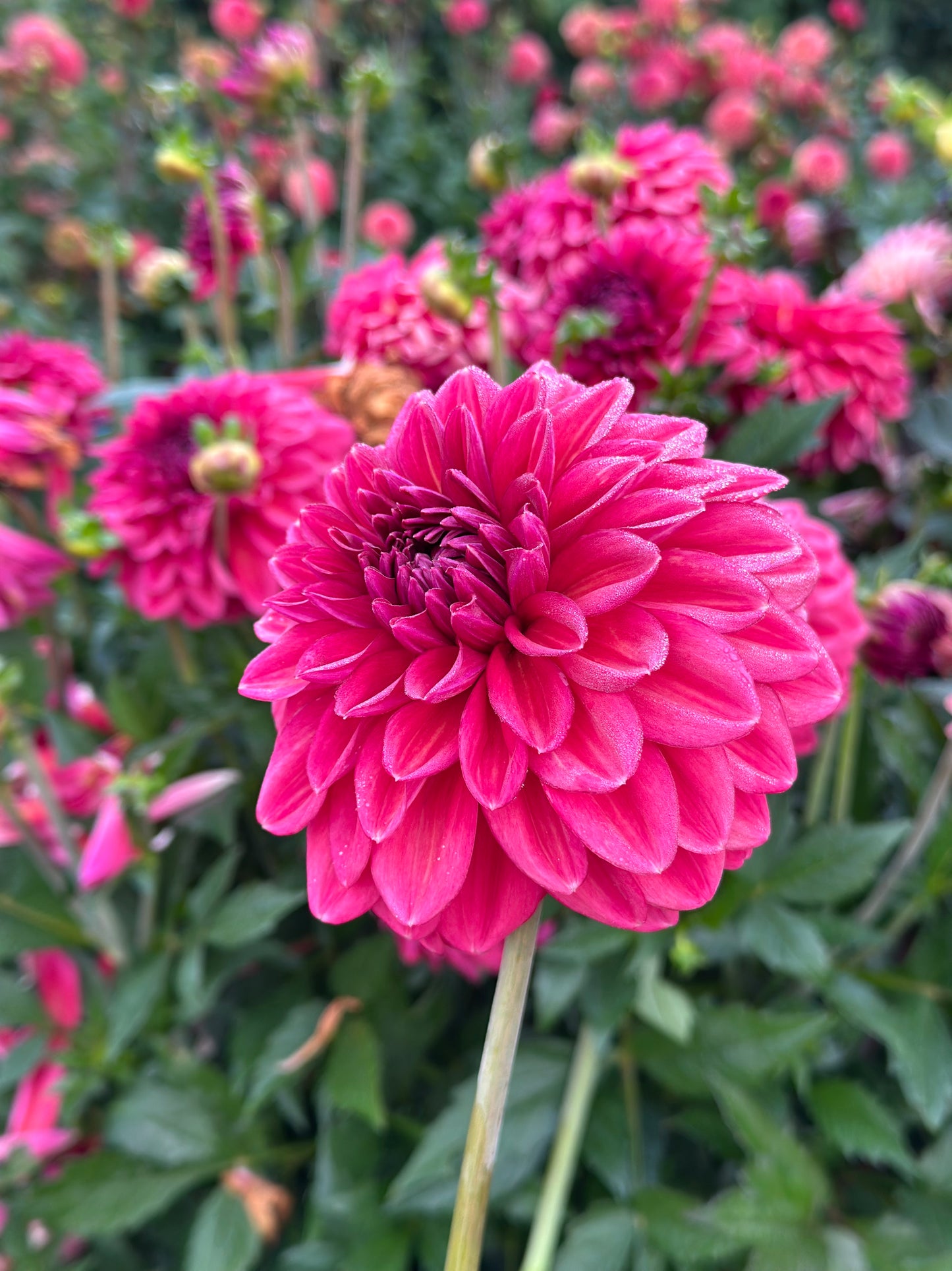 Perch Hill Dahlia Tuber