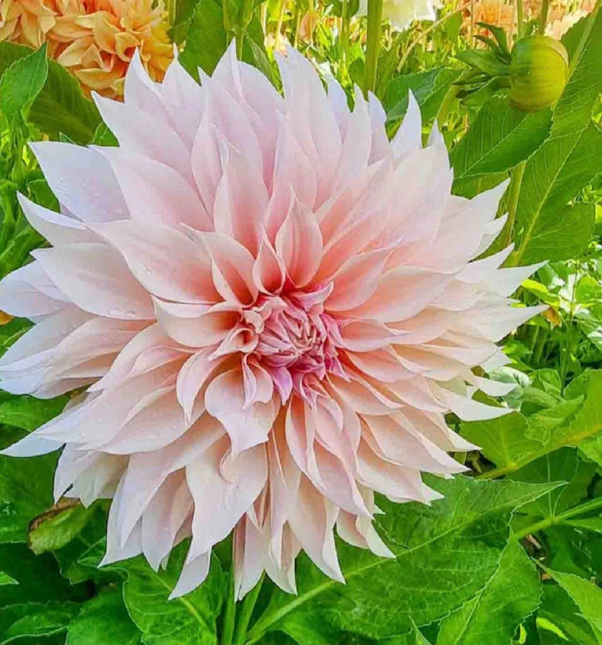 Collection DIY Bride Dahlia Tubers