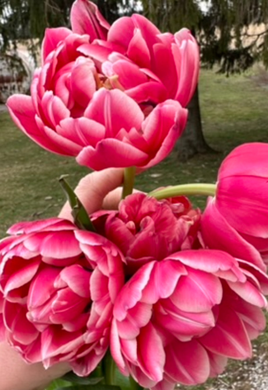 10 Tulip Bulbs- Columbus