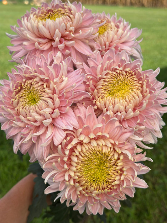 Cutting - Heirloom Chrysanthemum Seaton’s De Jore