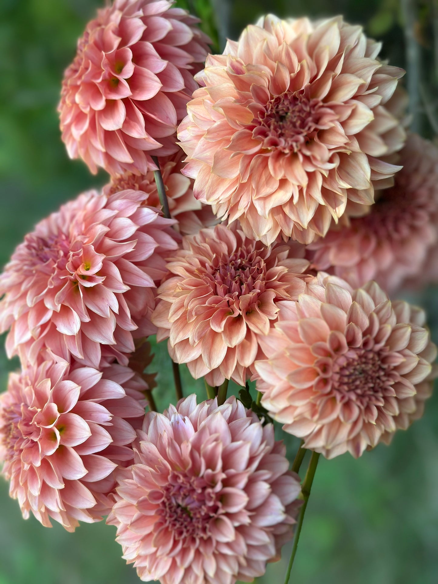 KA’s® Coral Sea Dahlia Tuber