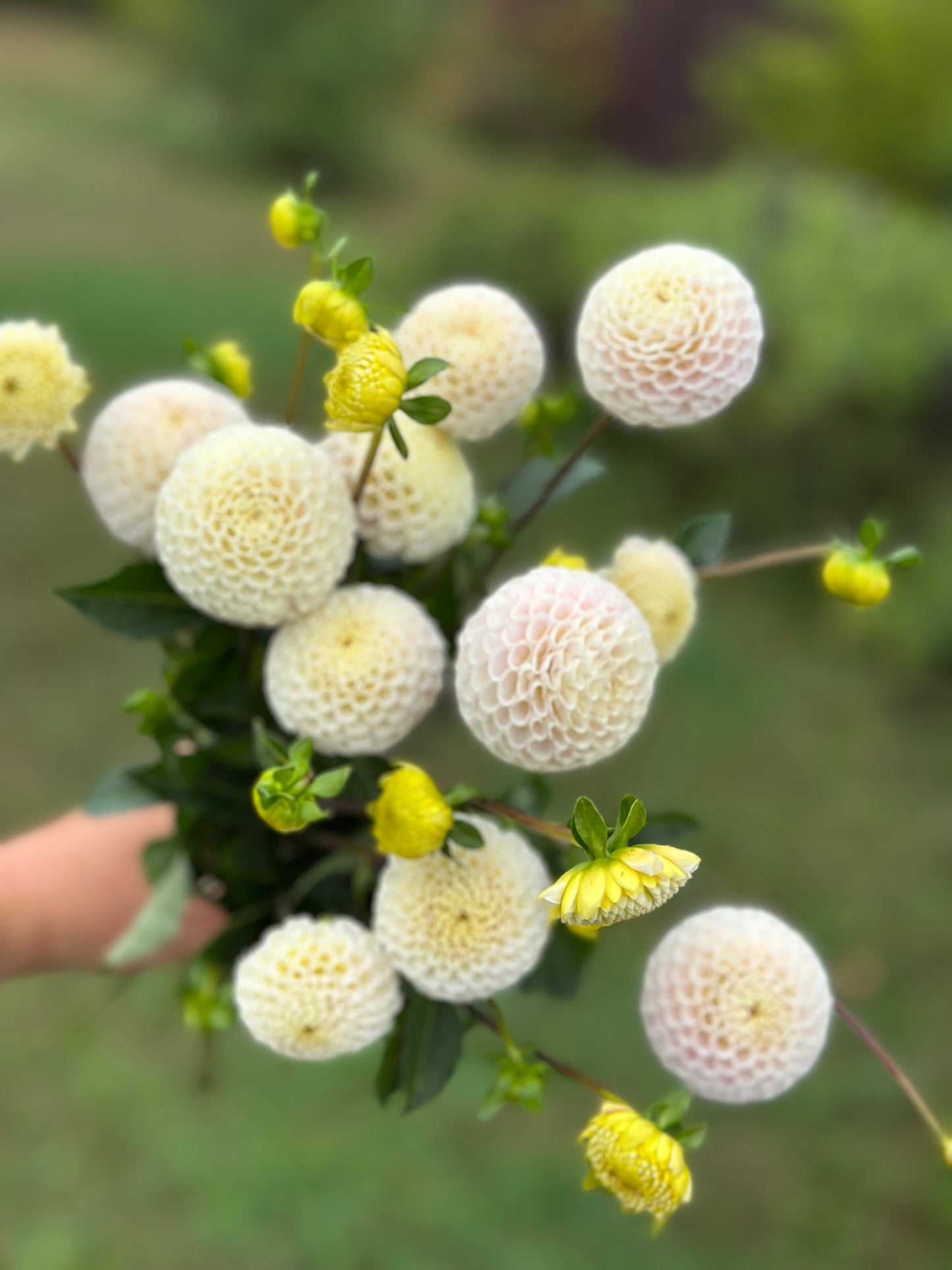 Small World Dahlia Tuber