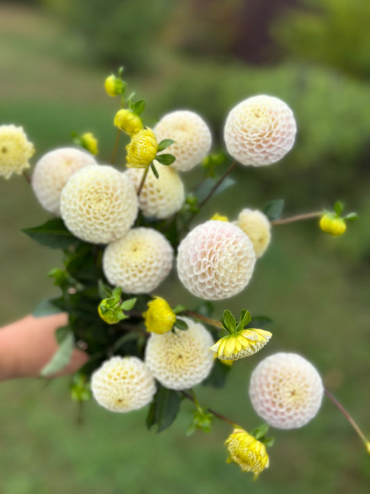 Small World Dahlia Tuber