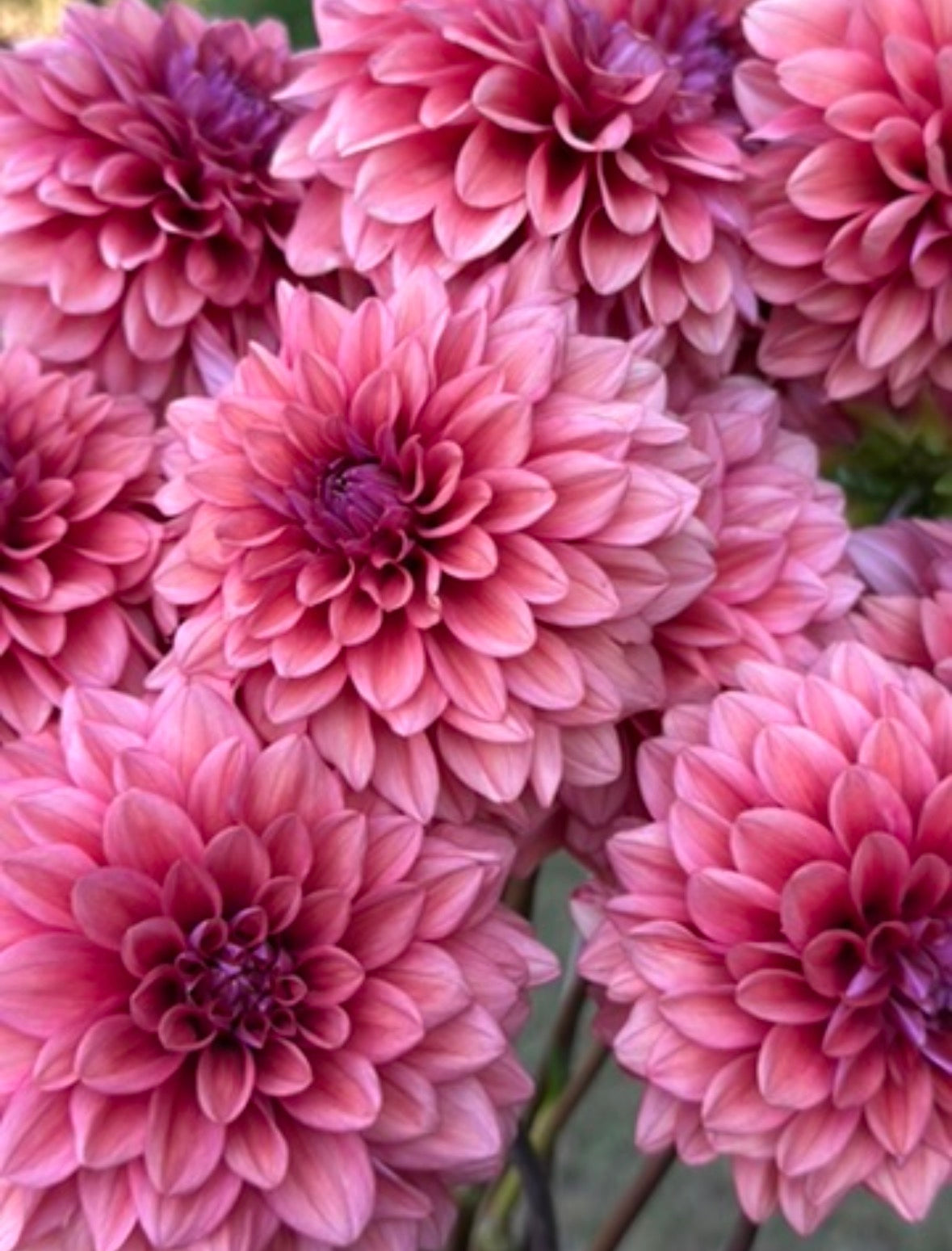 Collection Vintage Vibe Dahlia Tubers