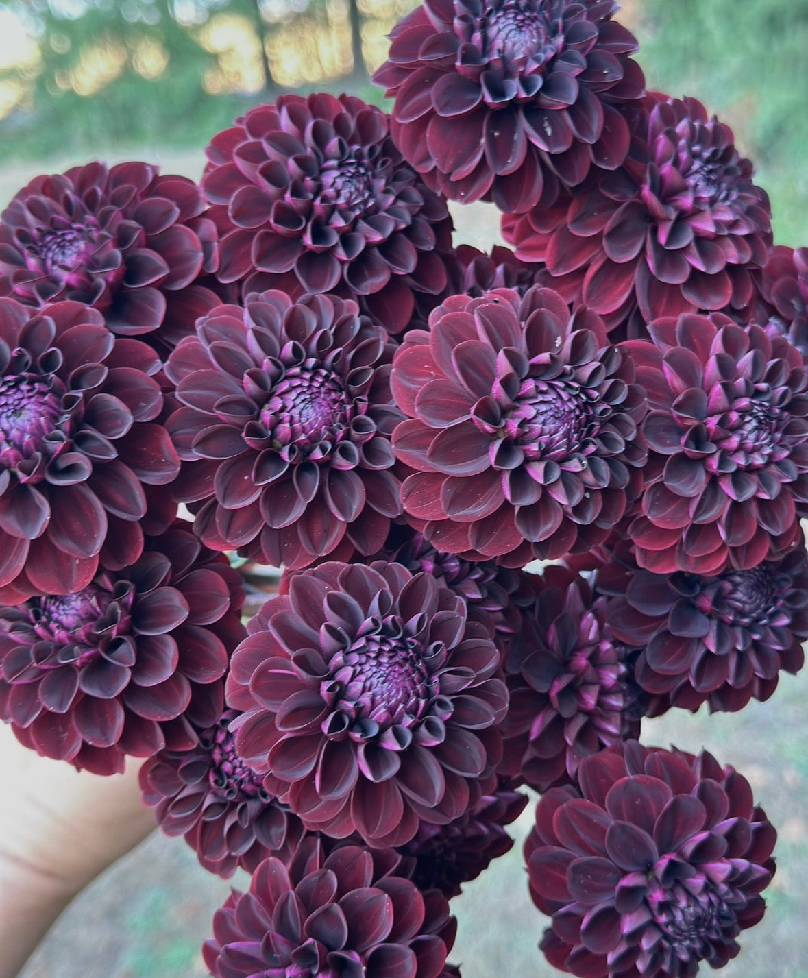 Collection The Bordeaux Dahlia Tubers