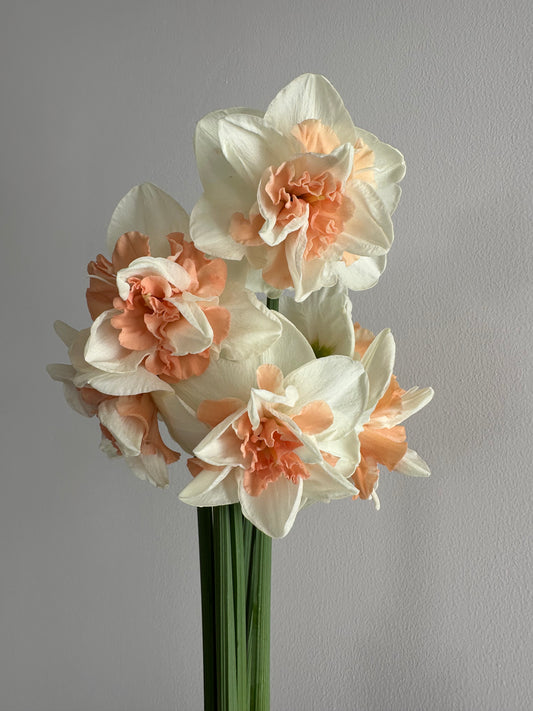 10 Double Daffodil bulbs- Delnashaugh