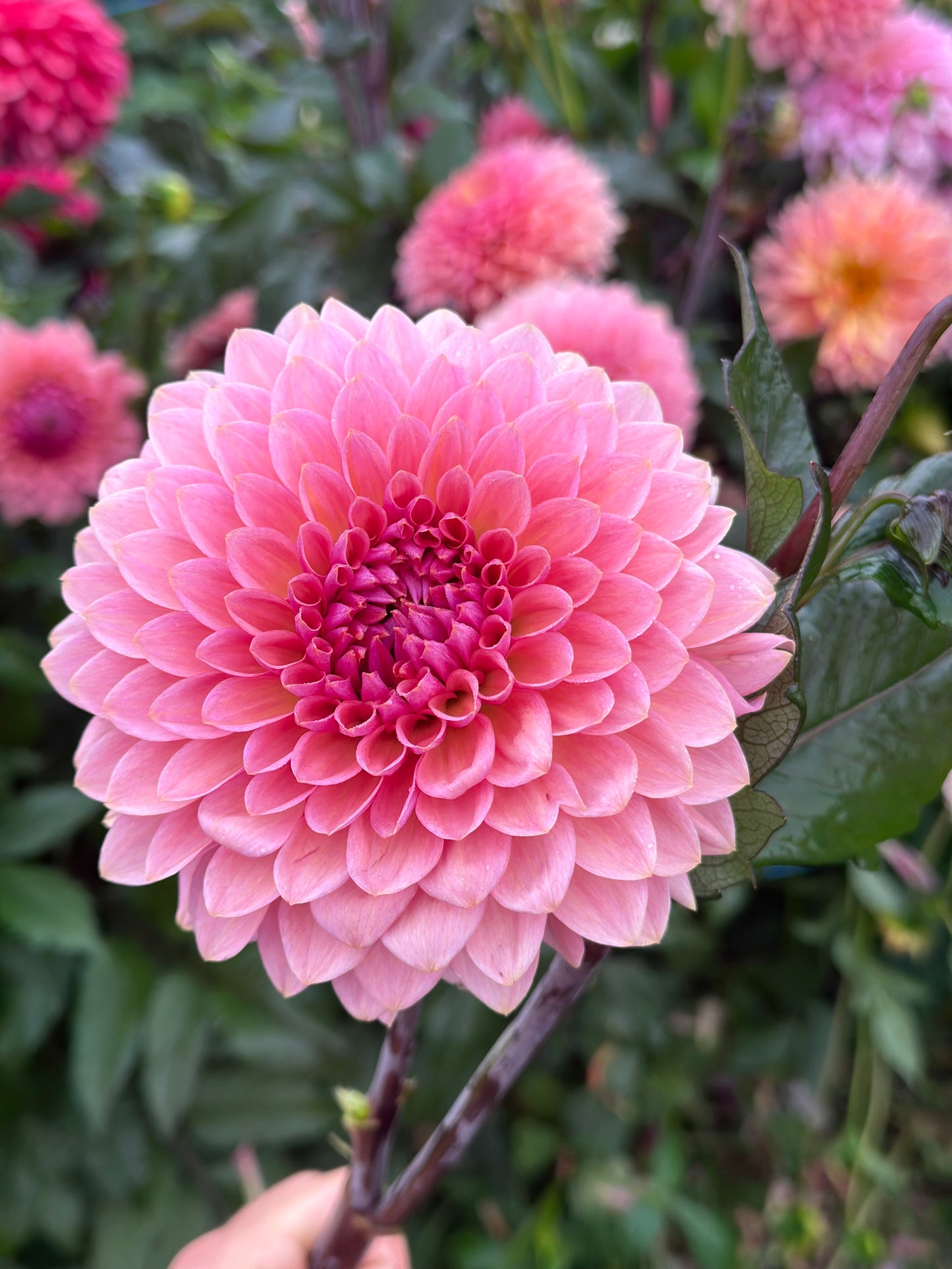 Sweet Sanne Dahlia Tuber
