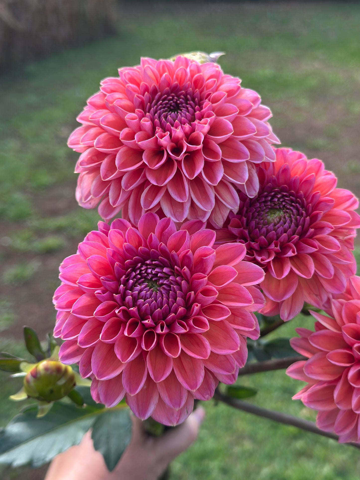 Daisy Duke Dahlia Tuber