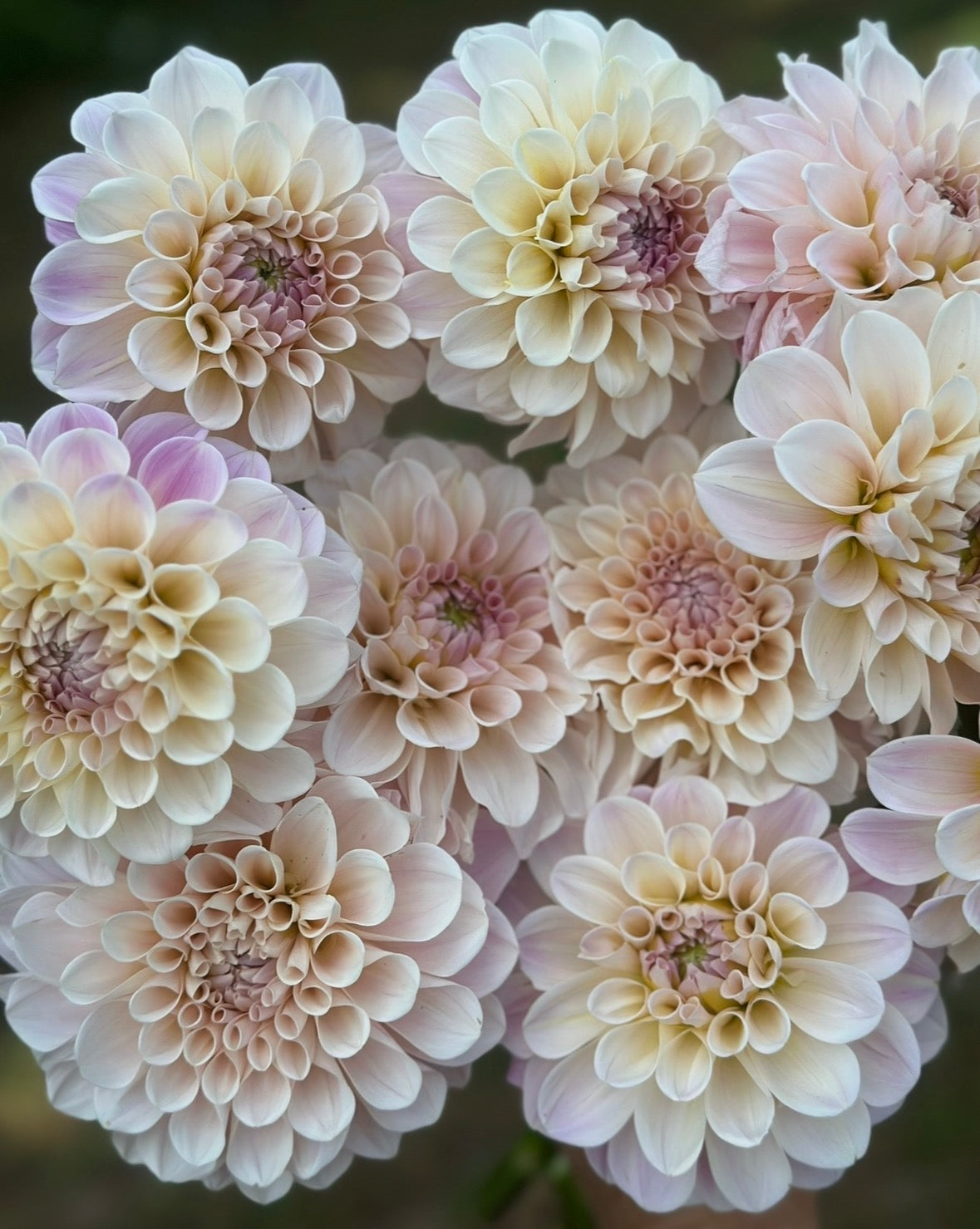 Collection Vintage Vibe Dahlia Tubers