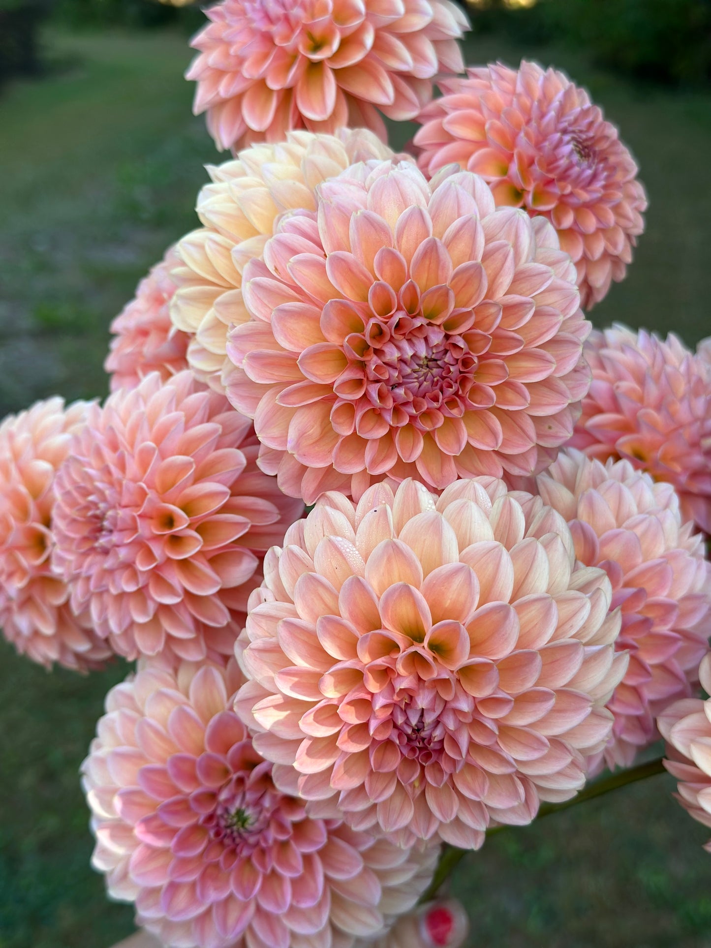 Natalie G Dahlia Tuber