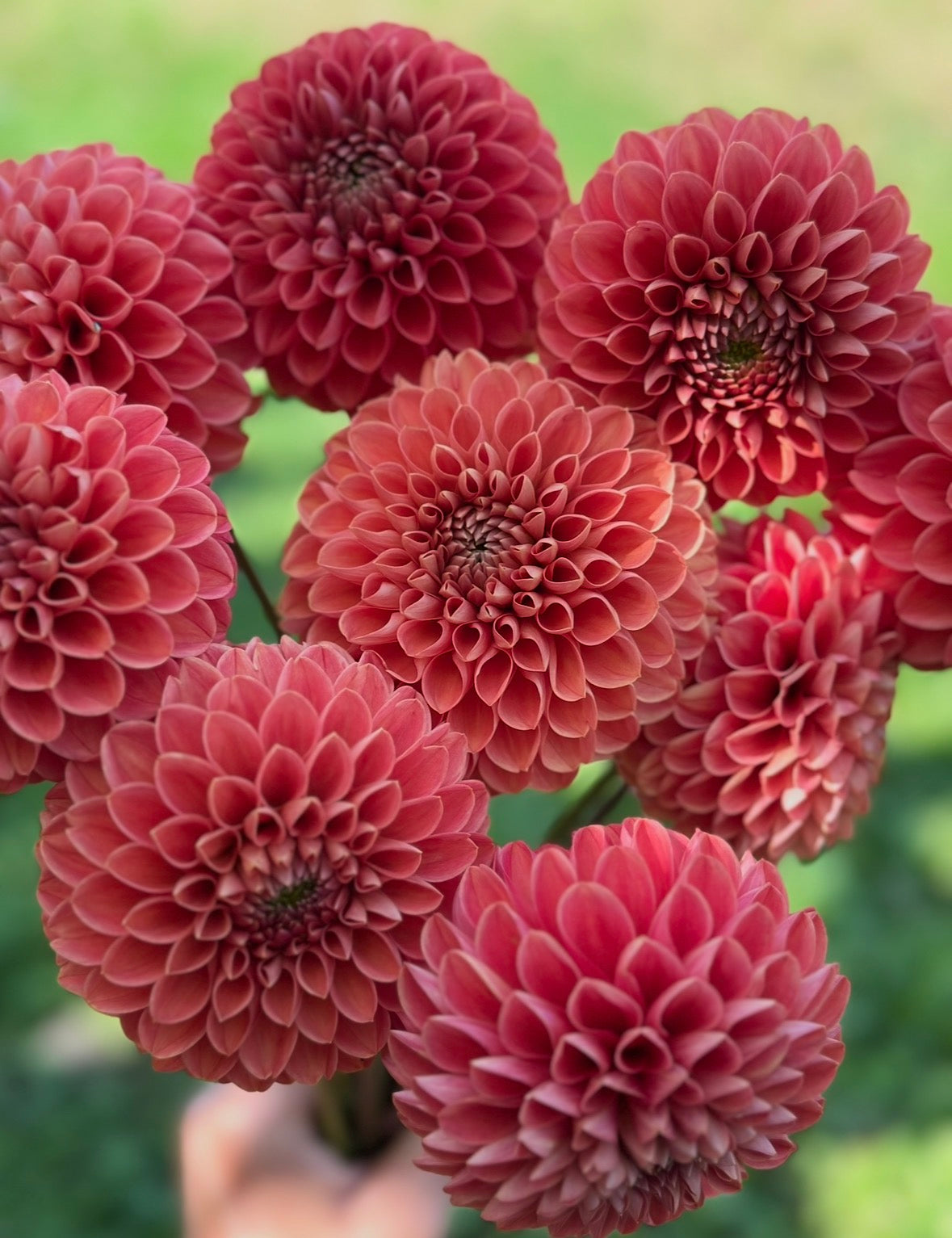 Collection Fall Hues Dahlia Tubers